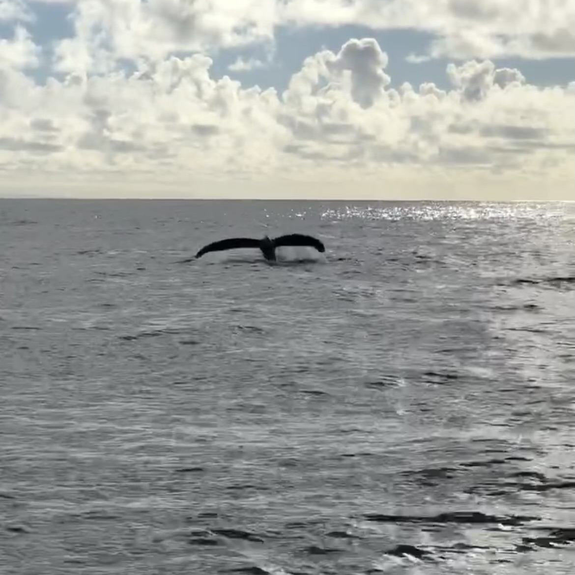 <h1 style="font-family: Georgia, serif; font-size: 30px; color: #53565A;">A Whale-come Home</h1>